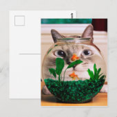 Carte Postale Chat regardant le poisson dans l'aquarium (Devant / Derrière)