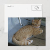 Carte Postale Chat relaxant (Devant / Derrière)