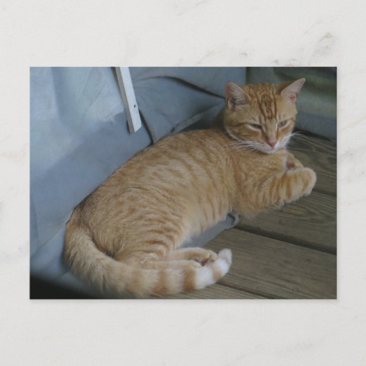 Carte Postale Chat relaxant (Devant)