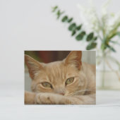 Carte Postale Chat relaxant. (Debout devant)