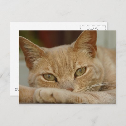 Carte Postale Chat relaxant. (Devant / Derrière)