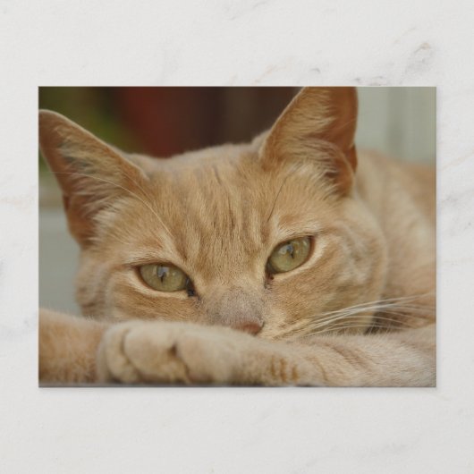 Carte Postale Chat relaxant. (Devant)