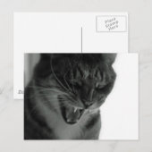 Carte Postale Chat riant (Devant / Derrière)