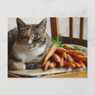 Carte Postale Chat 'Rouge' avec carottes
