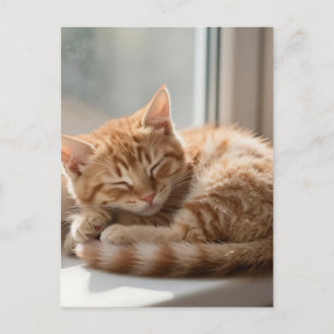 Carte Postale Chat roux douillet prenant un bain de soleil