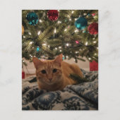 Carte Postale Chat roux sous l'arbre de Noël (Devant)