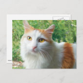 Carte Postale Chat - Samson le long Haired White et le chat Tan (Devant / Derrière)