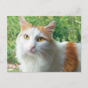 Carte Postale Chat - Samson le long Haired White et le chat Tan