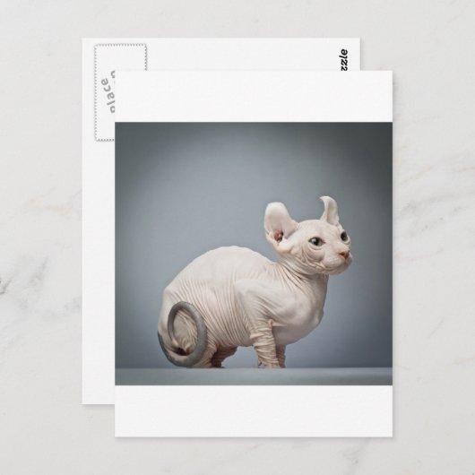 CARTE POSTALE CHAT SANS CHEVEUX (Devant / Derrière)