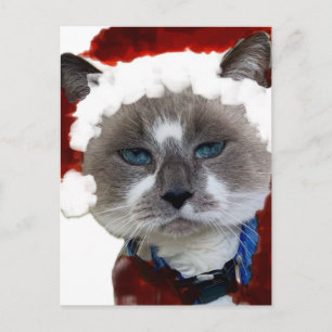 Carte Postale Chat Santa Claws Noël Maureen Girard Oeil Bleu 