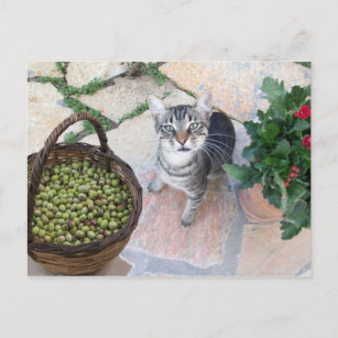 Carte Postale Chat Sauvage Kitten Giannino Avec Poitrine D'Olive