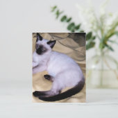 Carte Postale Chat Siamese grès grès animal art animal animal an (Debout devant)
