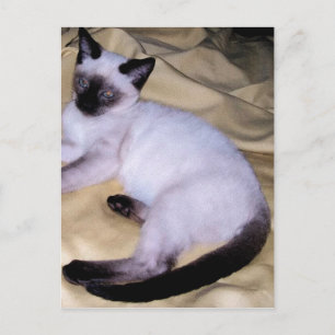 Carte Postale Chat Siamese grès grès animal art animal animal an