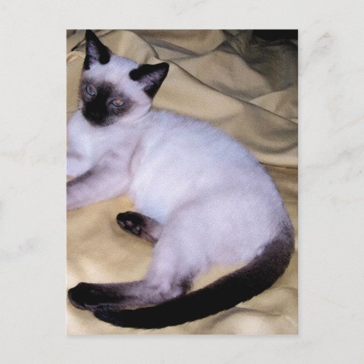 Carte Postale Chat Siamese grès grès animal art animal animal an (Devant)