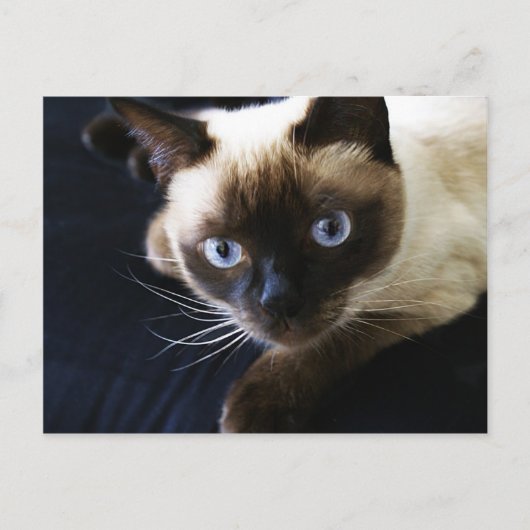 Carte Postale Chat siamois (Devant)