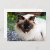 Carte Postale Chat siamois (Devant / Derrière)