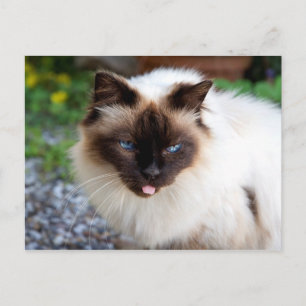 Carte Postale Chat siamois