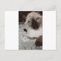 Chat siamois animal de compagnie familier ami art