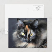 Carte Postale Chat sibérien (Devant / Derrière)