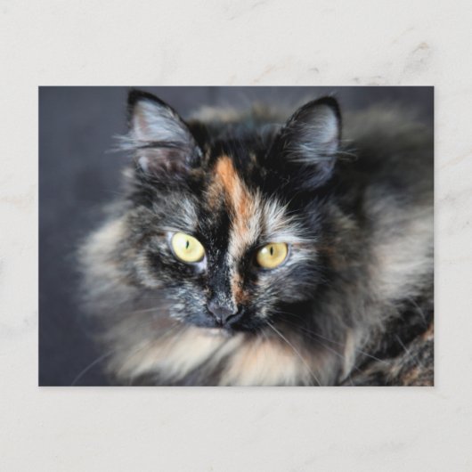 Carte Postale Chat sibérien (Devant)