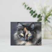 Carte Postale Chat sibérien (Debout devant)