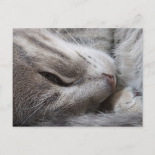 Carte postale Chat Sleepy
