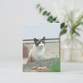 Carte Postale Chat souriant (Debout devant)