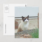 Carte Postale Chat souriant (Devant / Derrière)