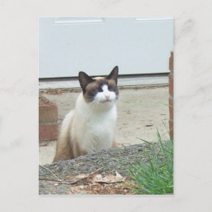 Carte Postale Chat souriant