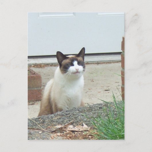Carte Postale Chat souriant (Devant)