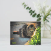 Carte Postale Chat Sunny et Cold Kitty (Debout devant)