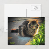 Carte Postale Chat Sunny et Cold Kitty (Devant / Derrière)