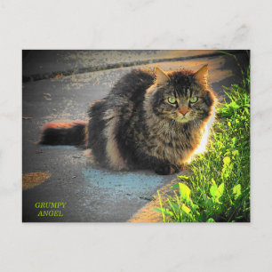 Carte Postale Chat Sunny et Cold Kitty