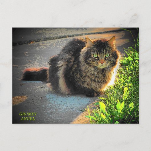 Carte Postale Chat Sunny et Cold Kitty (Devant)