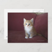 Carte Postale Chat sur canapé (Devant / Derrière)