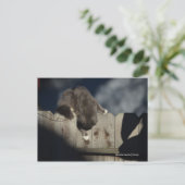 Carte Postale Chat sur clôture (18) (Debout devant)