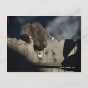 Carte Postale Chat sur clôture (18)