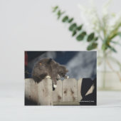 Carte Postale Chat sur la clôture (9) (Debout devant)