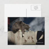 Carte Postale Chat sur la clôture (9) (Devant / Derrière)