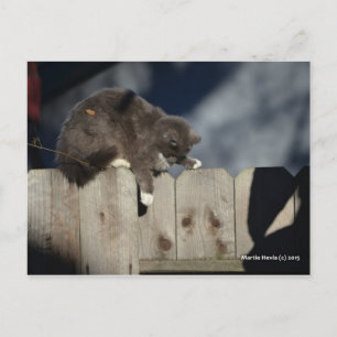 Carte Postale Chat sur la clôture (9)