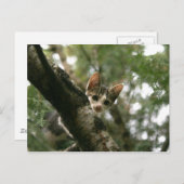 Carte Postale Chat sur l'arbre (Devant / Derrière)