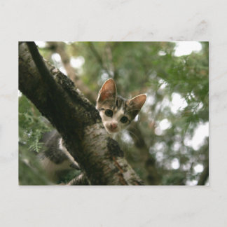 Carte Postale Chat sur l'arbre