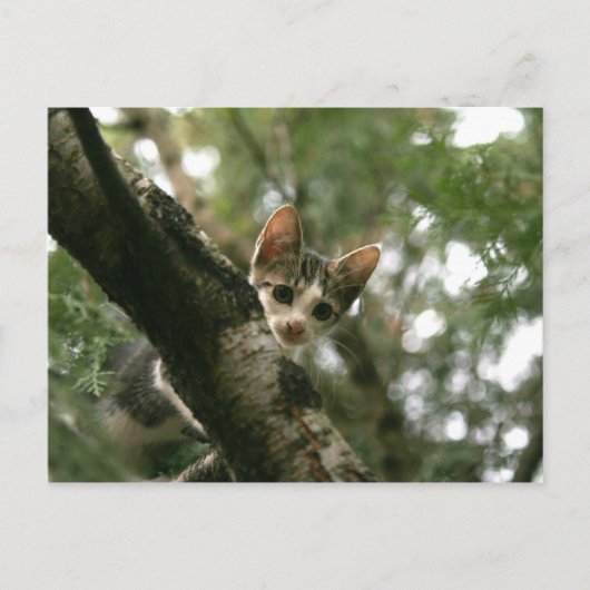 Carte Postale Chat sur l'arbre (Devant)