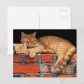 Carte Postale Chat sur mur de briques (Devant / Derrière)