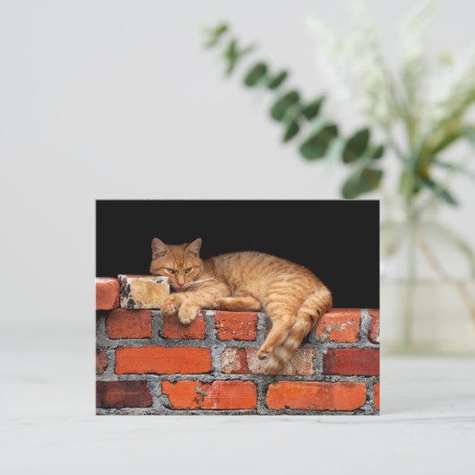 Carte Postale Chat sur mur de briques  (Debout devant)