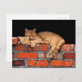 Carte Postale Chat sur mur de briques  (Devant / Derrière)