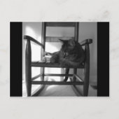 Carte Postale Chat sur rocker (Devant)