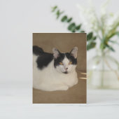 Carte Postale Chat Sur Un Canapé (Debout devant)