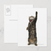 Carte Postale Chat tabby domestique debout sur deux pattes tenda (Devant / Derrière)