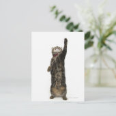 Carte Postale Chat tabby domestique debout sur deux pattes tenda (Debout devant)